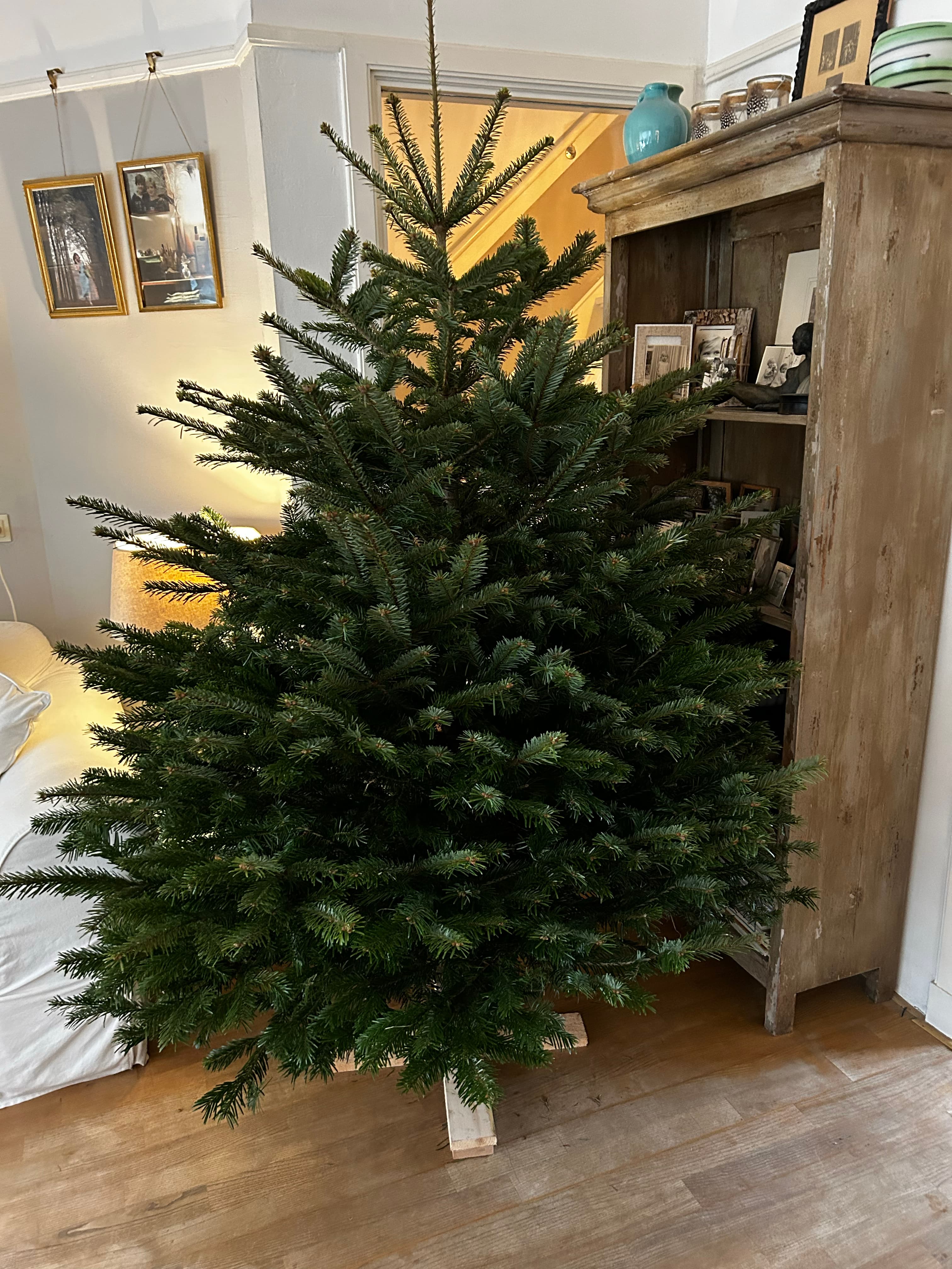 Boomtop met diepe groentint